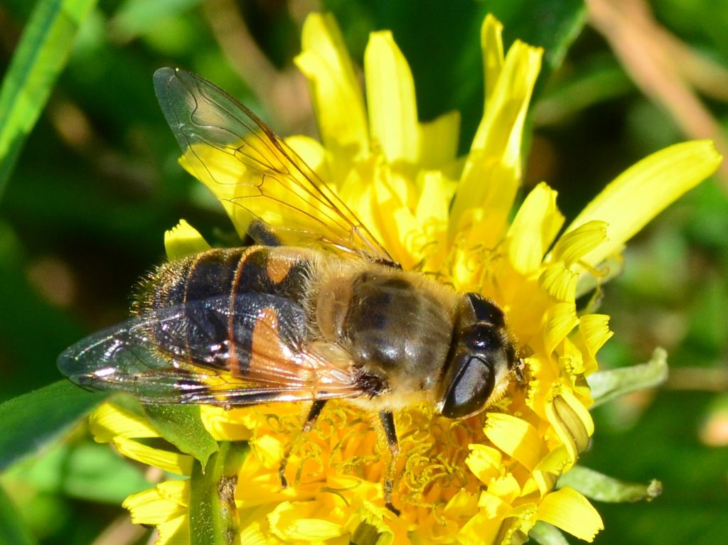 Syrphidae  LSC2 - Eristalis cfr tenax